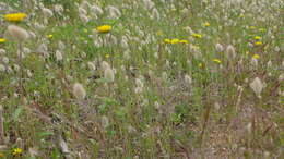 Image of harestail grass