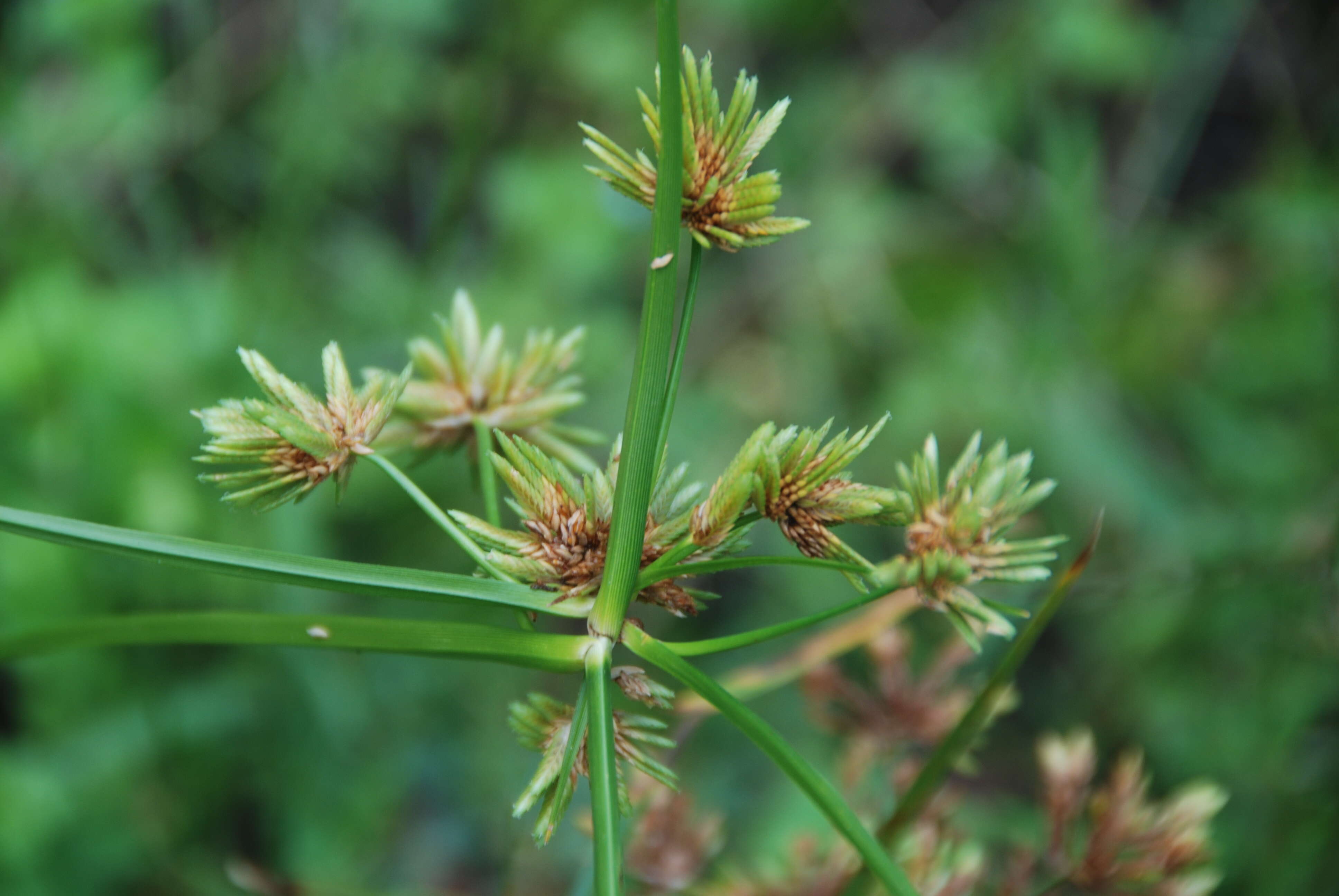 Sivun Cyperus alternifolius L. kuva