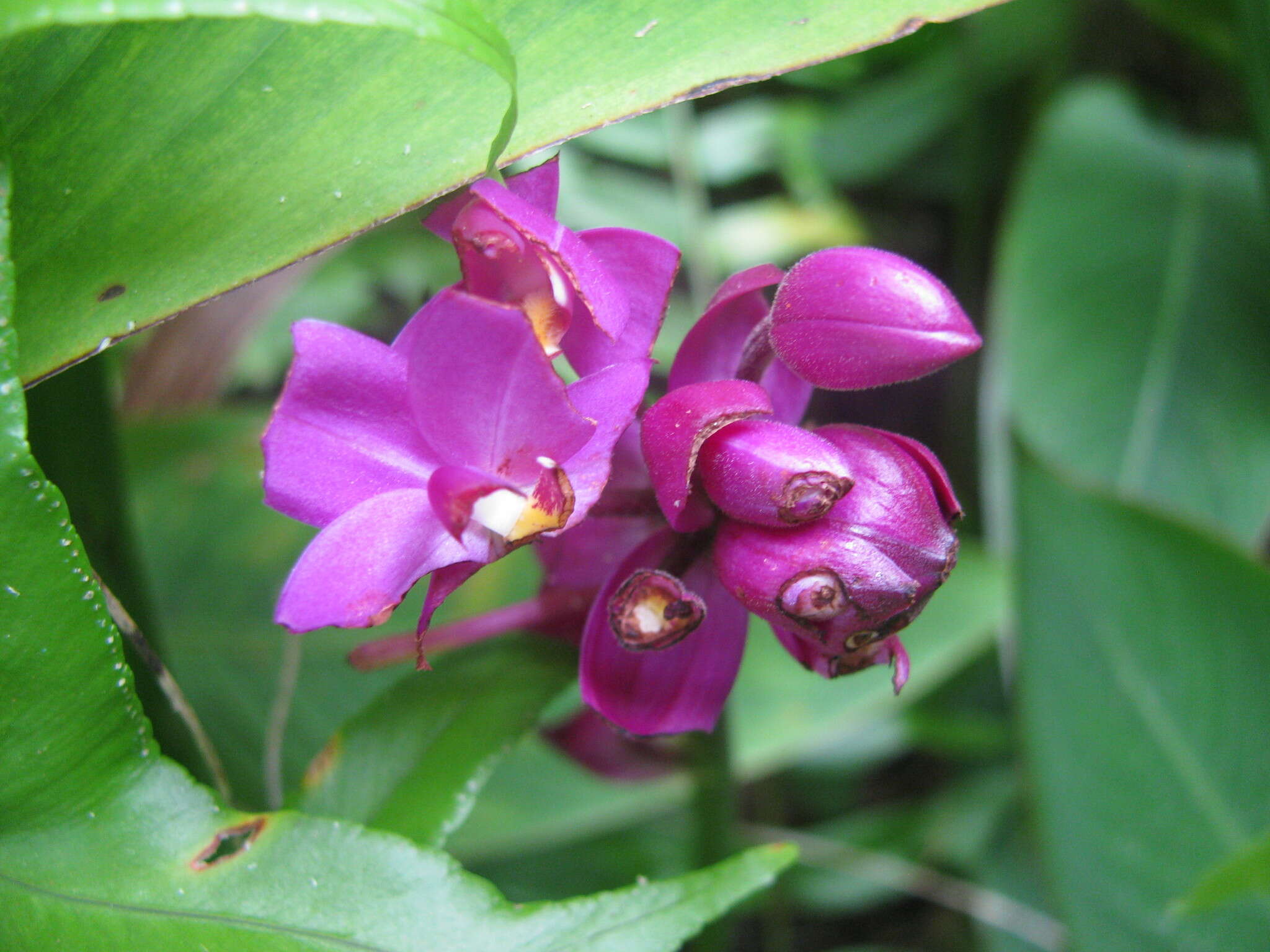 Spathoglottis unguiculata (Labill.) Rchb. fil.的圖片