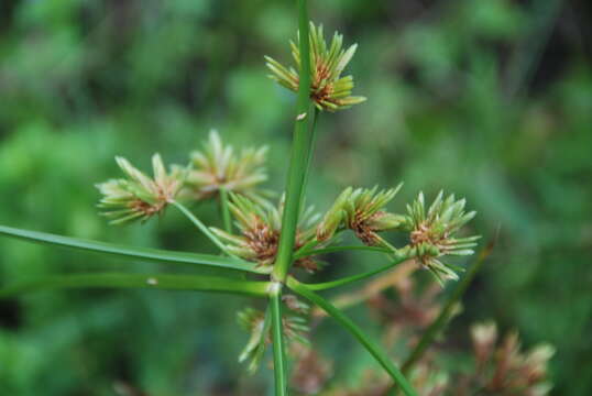 Sivun Cyperus alternifolius L. kuva