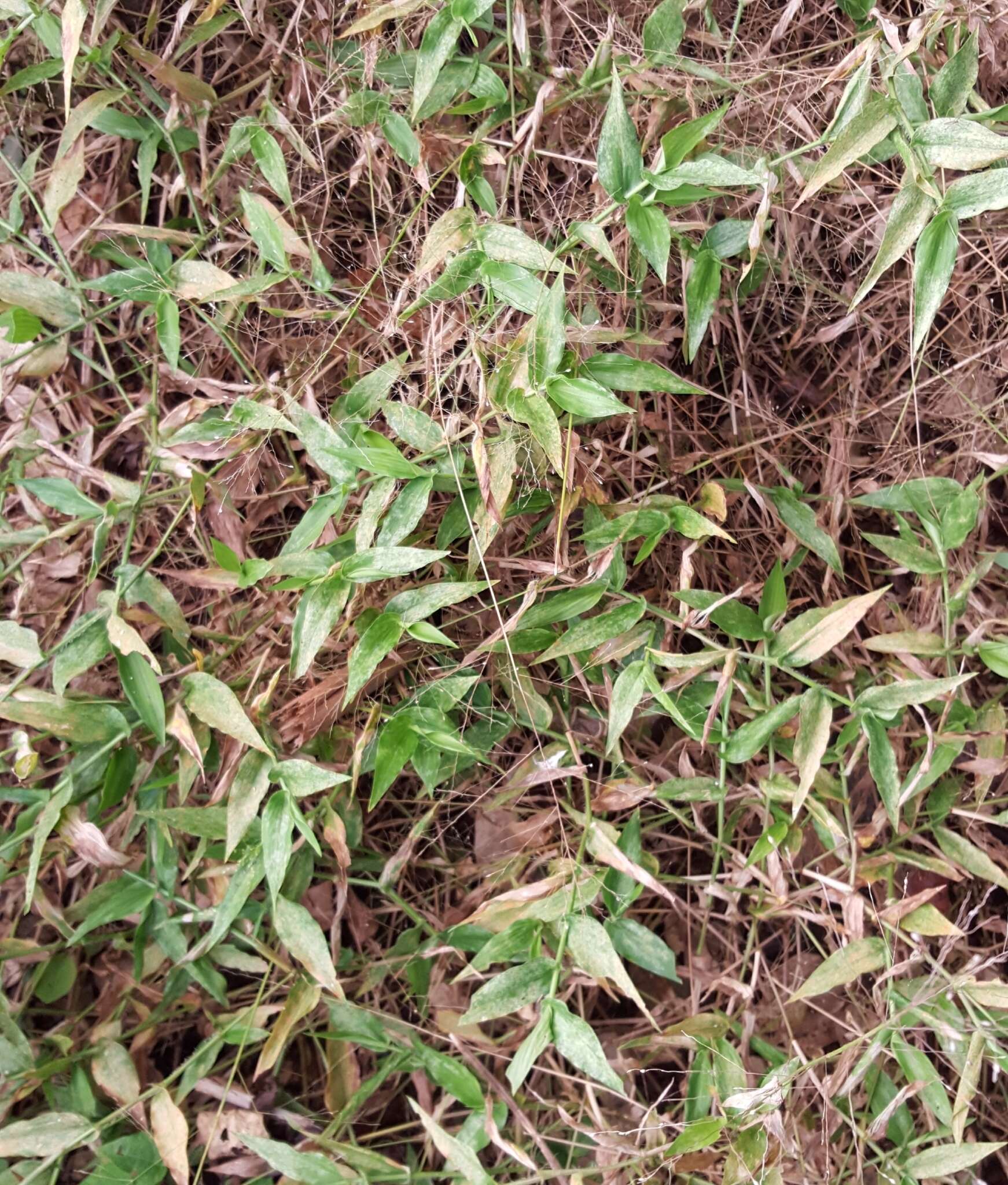 Image of Panicum brevifolium L.