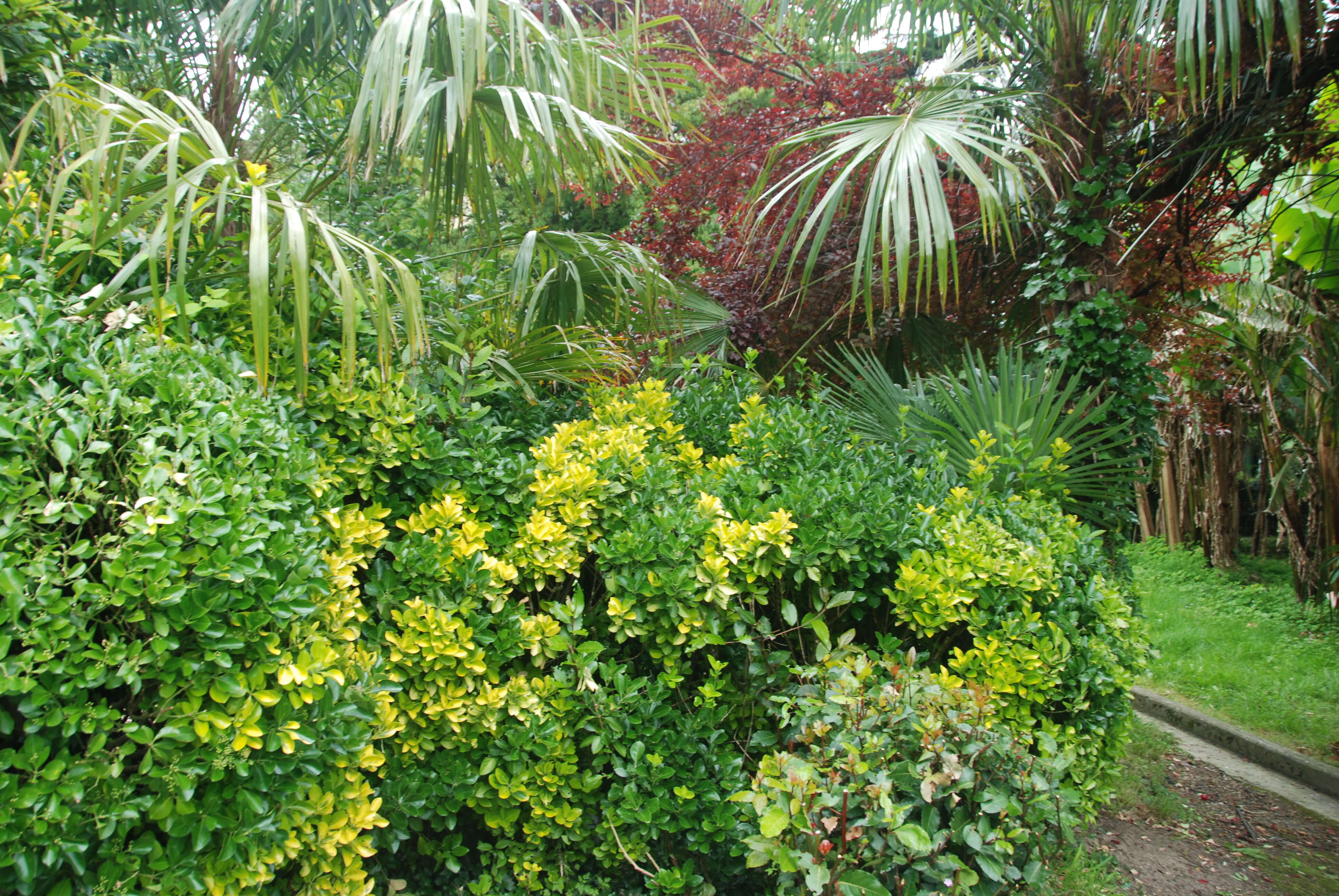 Image of Japanese spindletree