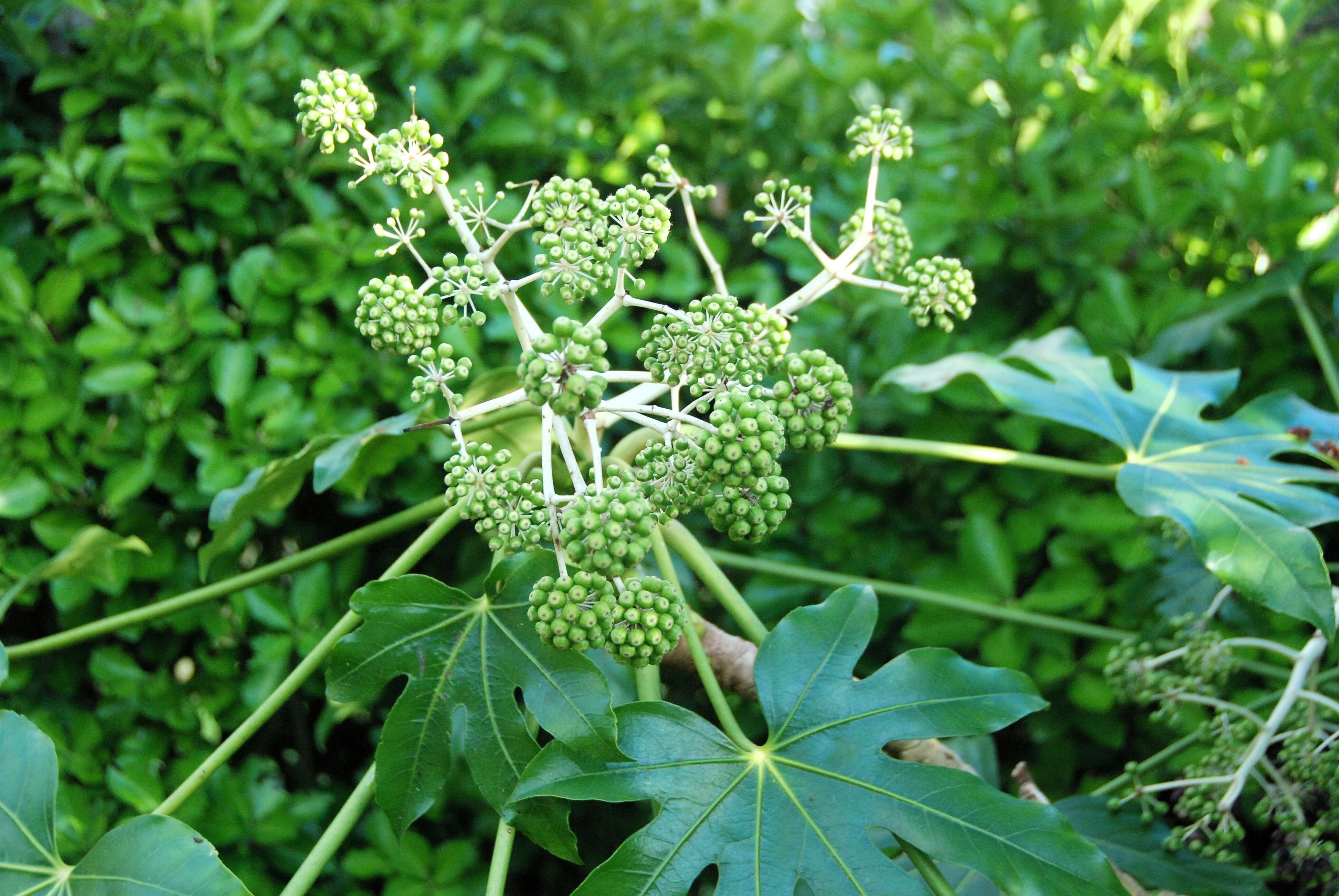 Image of fatsia