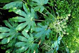 صورة Fatsia