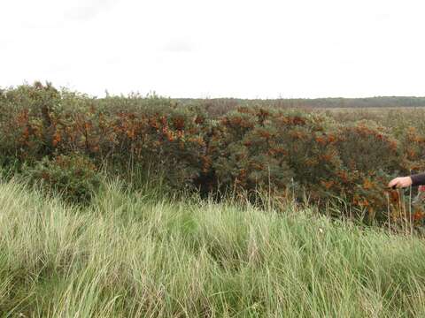 Image of Sea-buckthorn