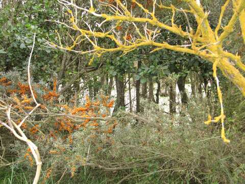 Image of Sea-buckthorn