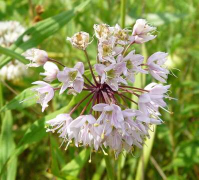 صورة Allium cernuum var. cernuum