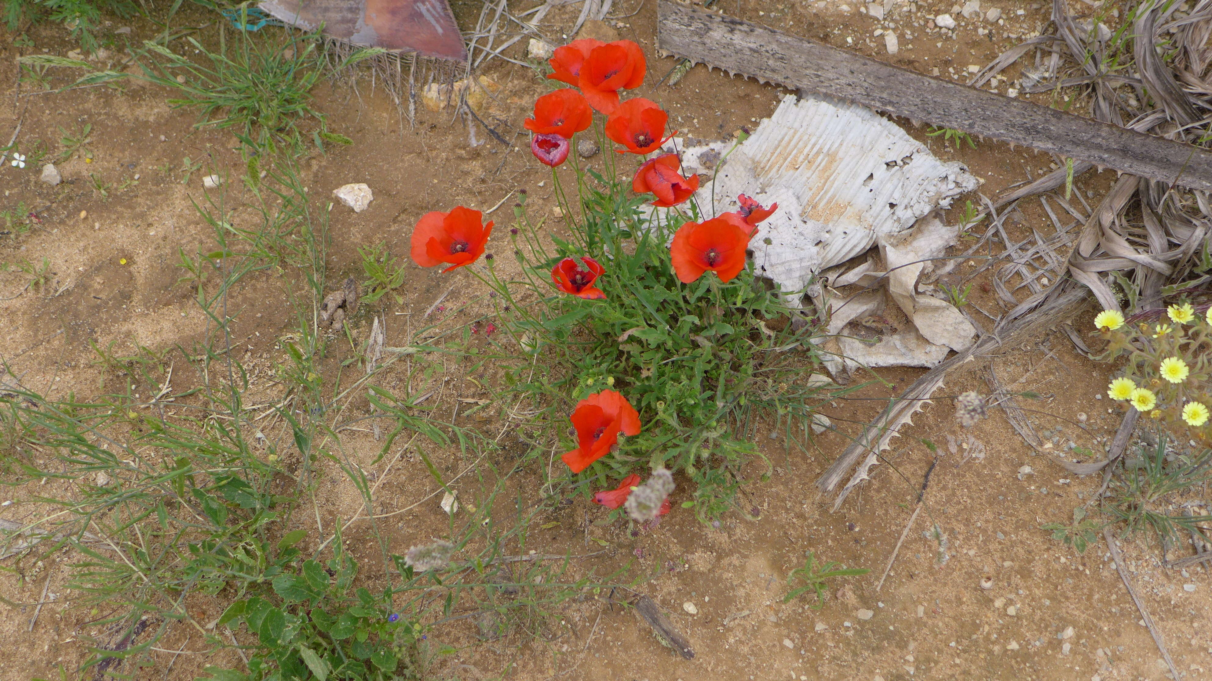 Image of corn poppy