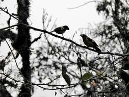 Image of Black-backed Grosbeak