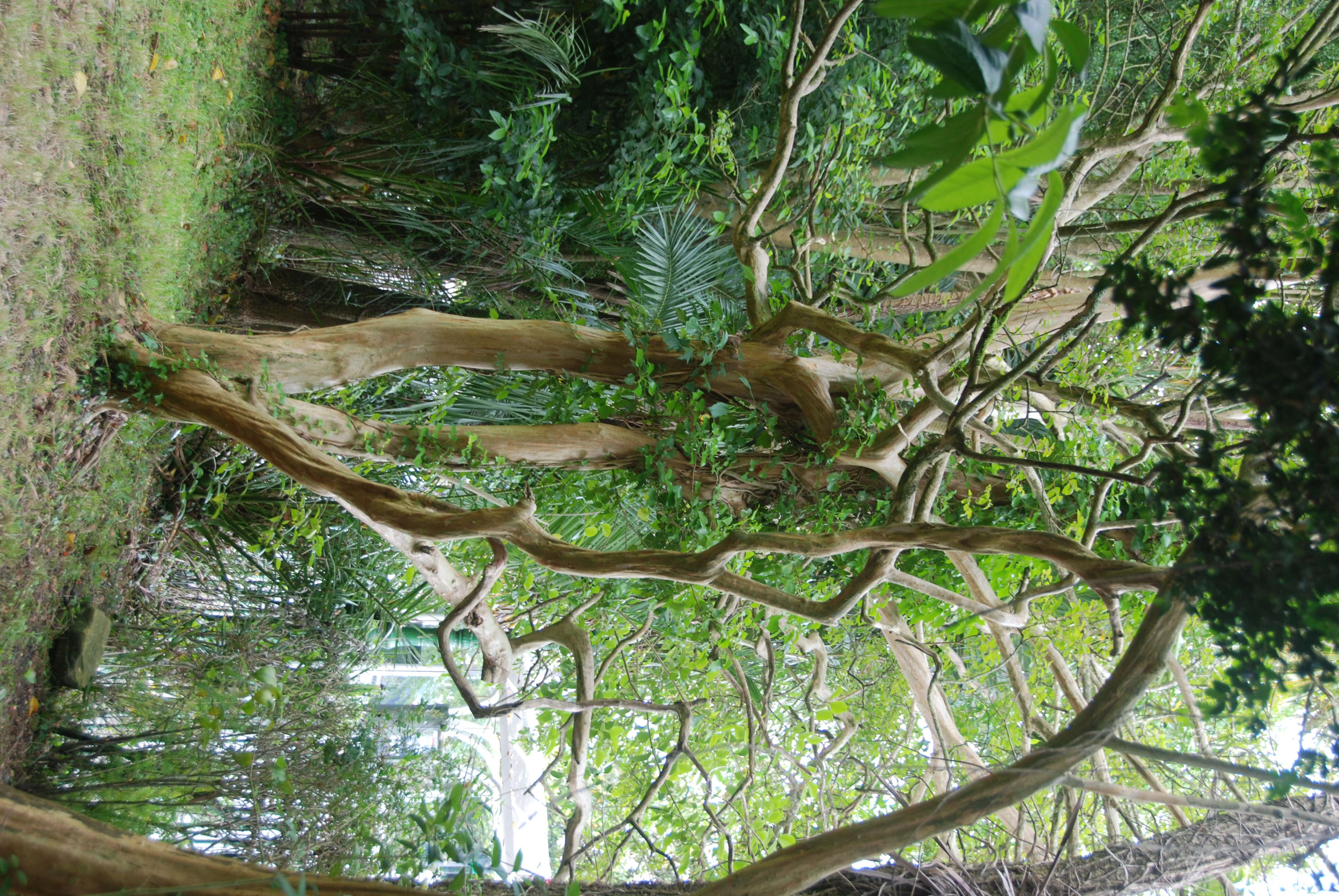 Image of Crape myrtle