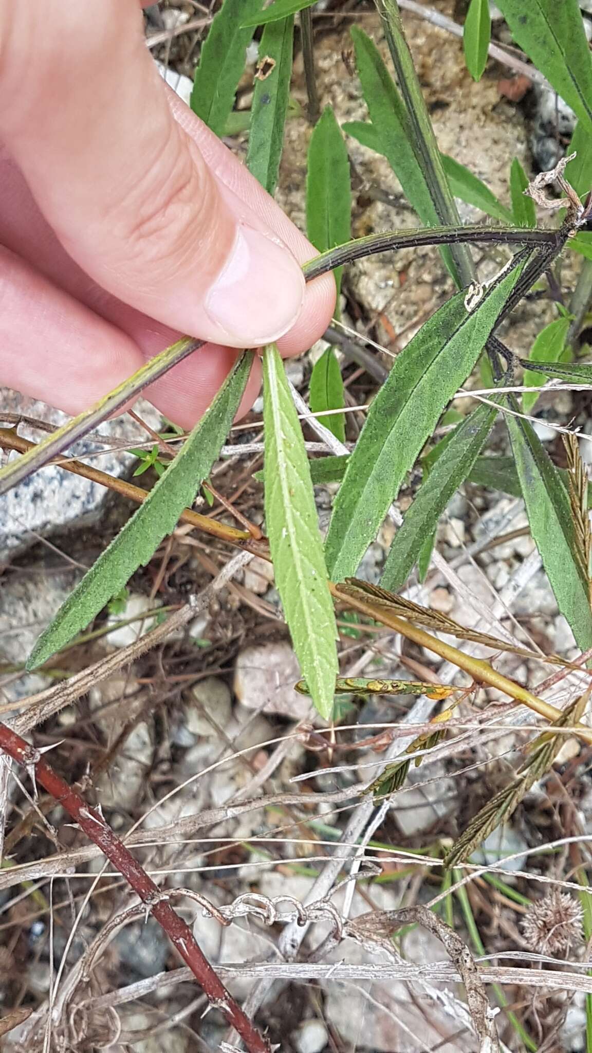 Image of Stachytarpheta indica (L.) Vahl