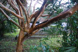 Image of Crape myrtle