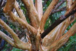 Image of Crape myrtle