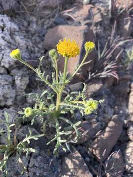 Image of John Day's pincushion