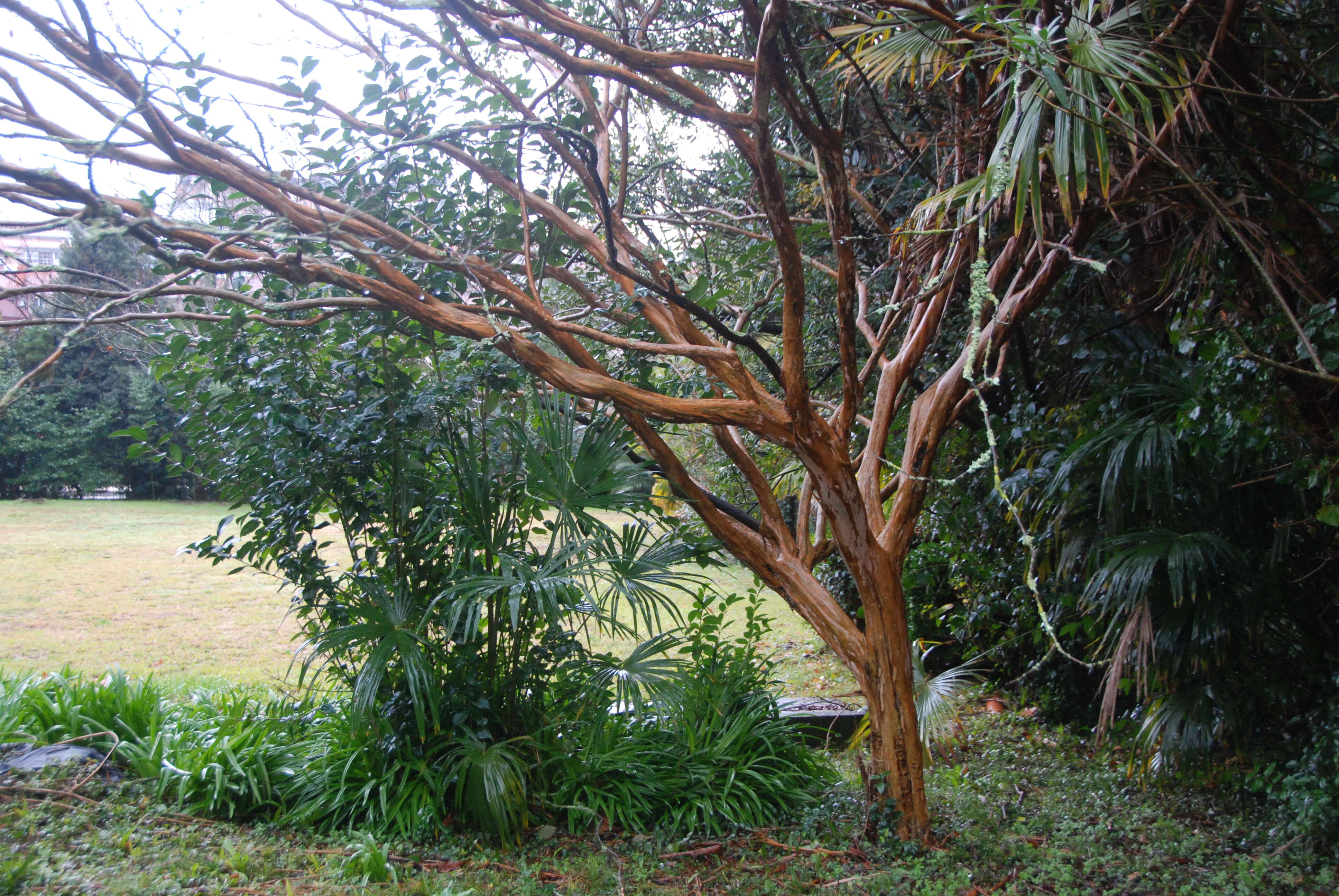 Image of Crape myrtle