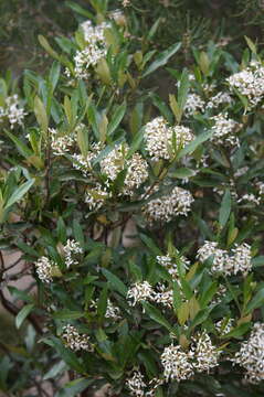 Image of viscid daisybush