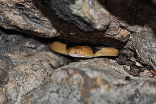 Image de Telescopus semiannulatus semiannulatus A. Smith 1849