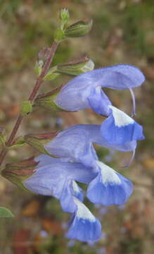 Image of Salvia muirii L. Bolus