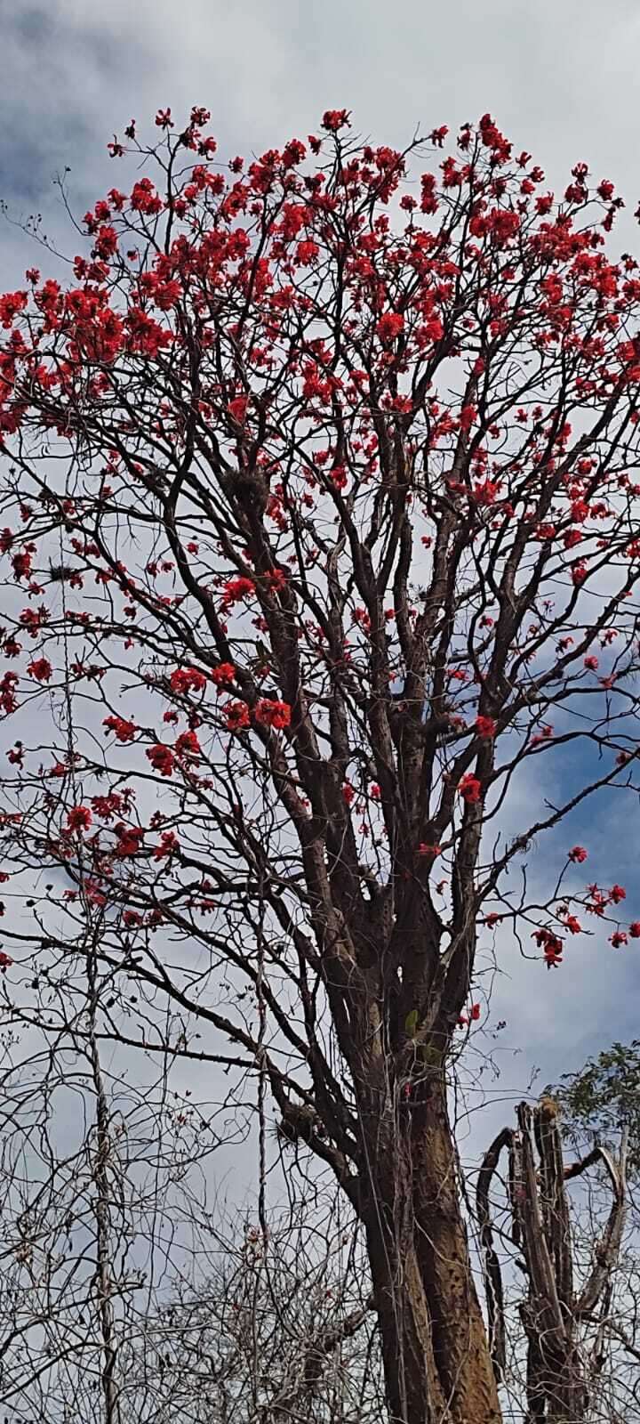 Image of Erythrina velutina Willd.