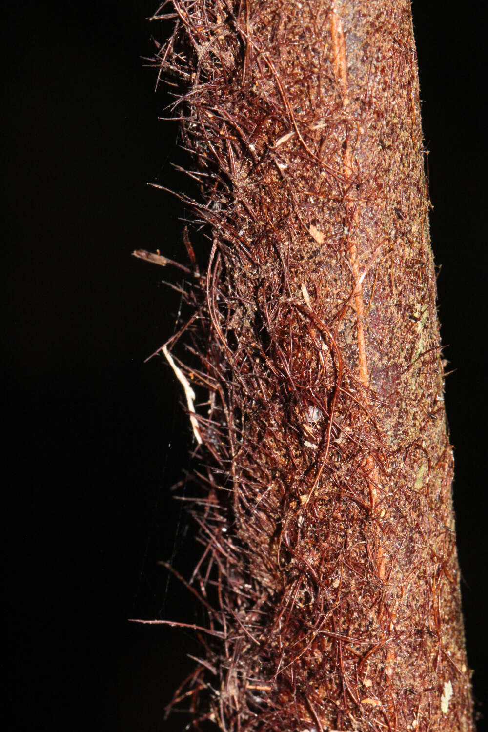 Image of Dicksonia youngiae C. Moore