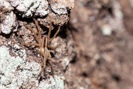 Image of Rabidosa carrana (Bryant 1934)