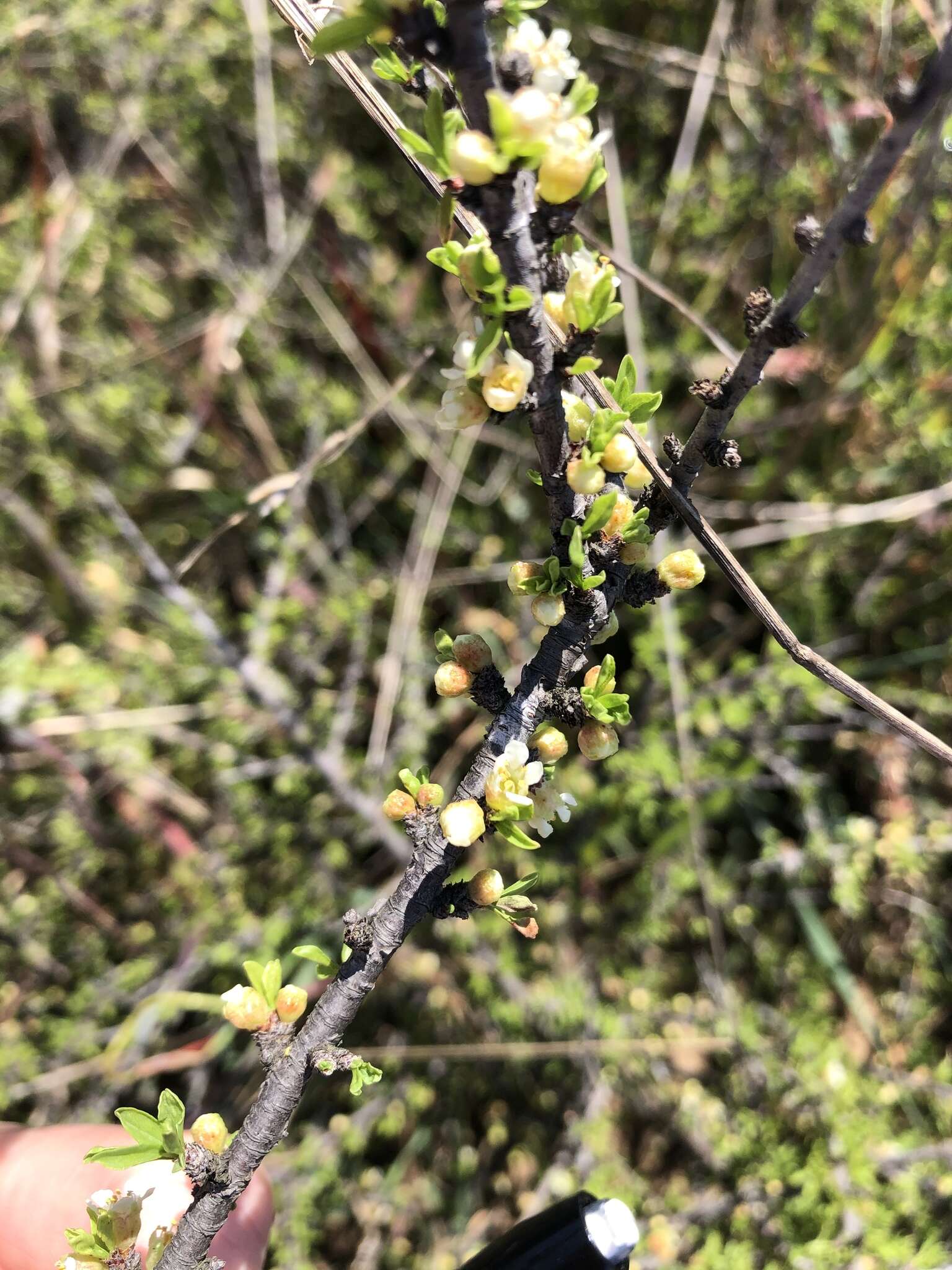 Image of desert almond