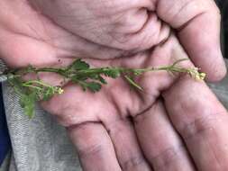 Image of Southern Marsh Yellowcress