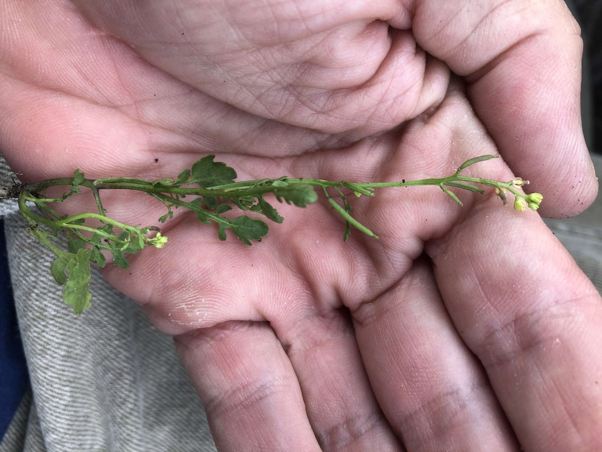 Image of Southern Marsh Yellowcress