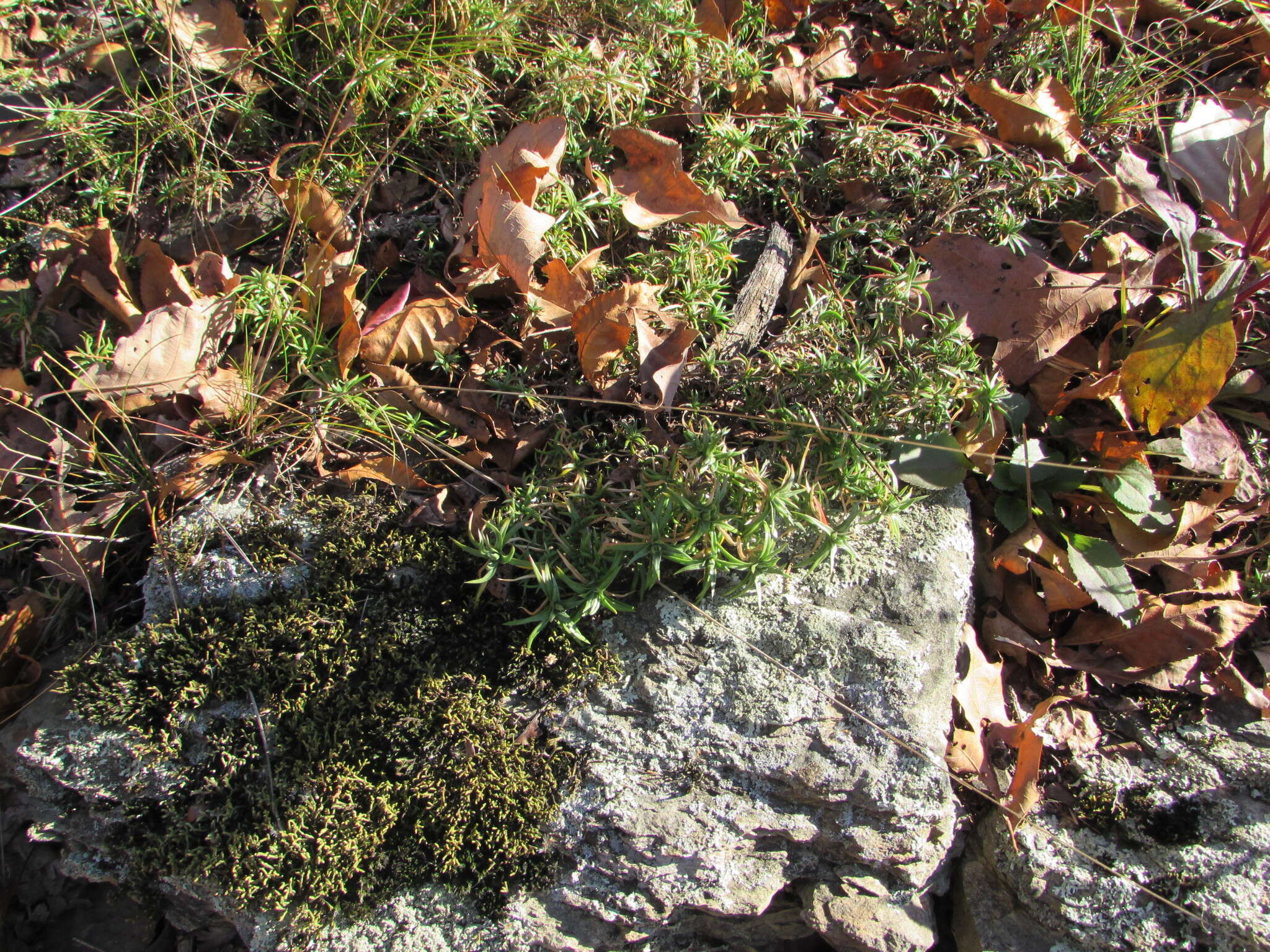 Image of moss phlox