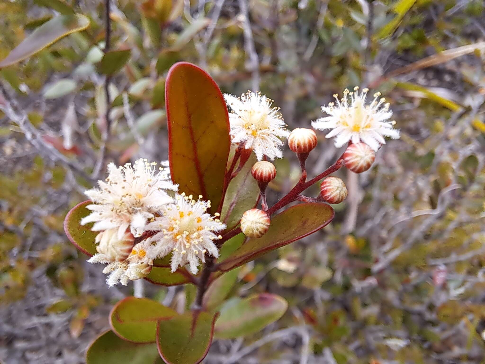 Image of Homalium buxifolium Däniker