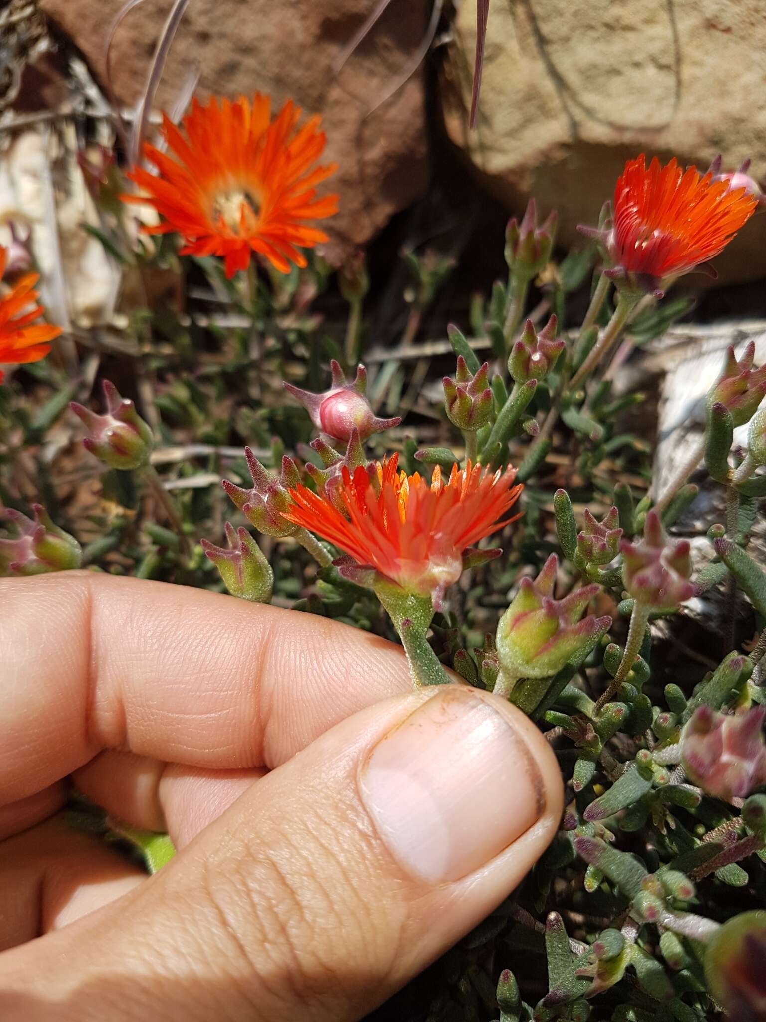 Imagem de Drosanthemum pulchrum L. Bol.