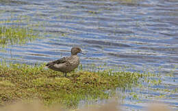 Image of Andean Teal