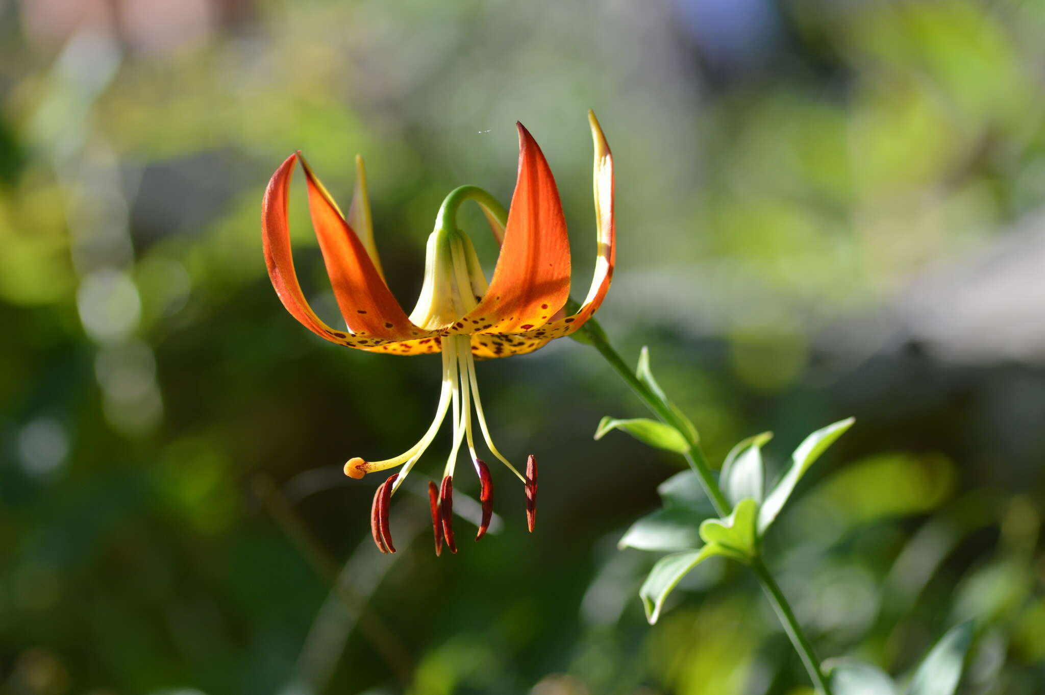 Lilium michauxii Poir. resmi