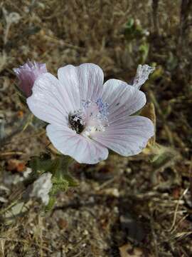 Слика од Malva hispanica L.