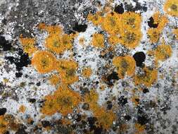 Image of orange lichen