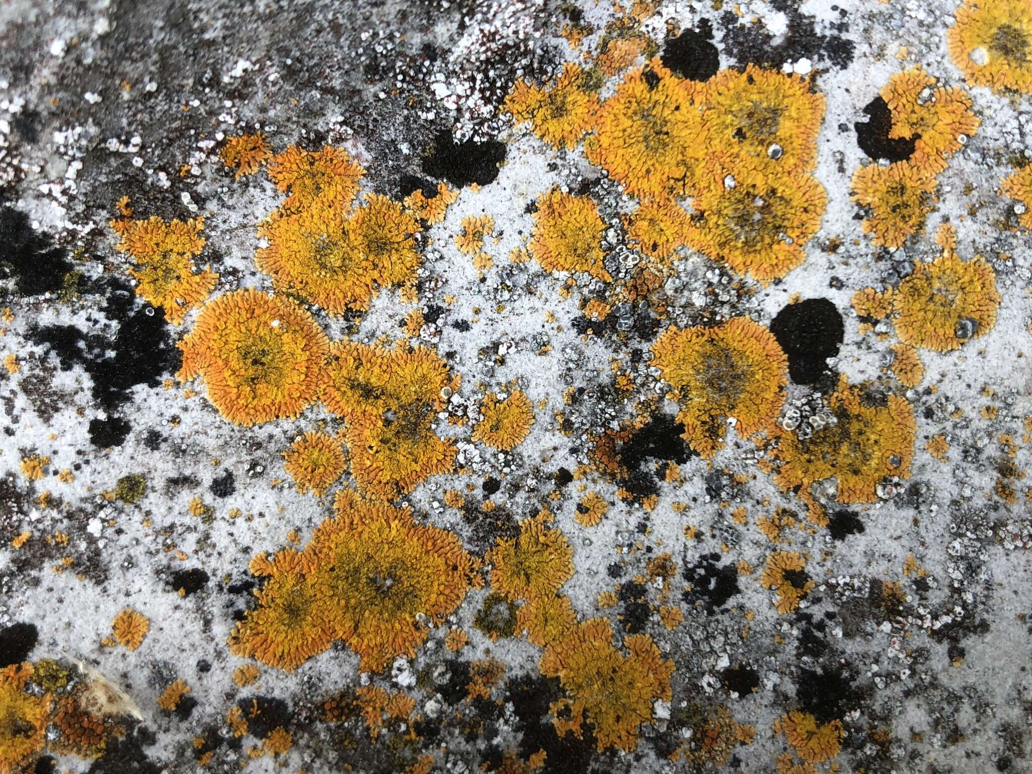 Image of orange lichen