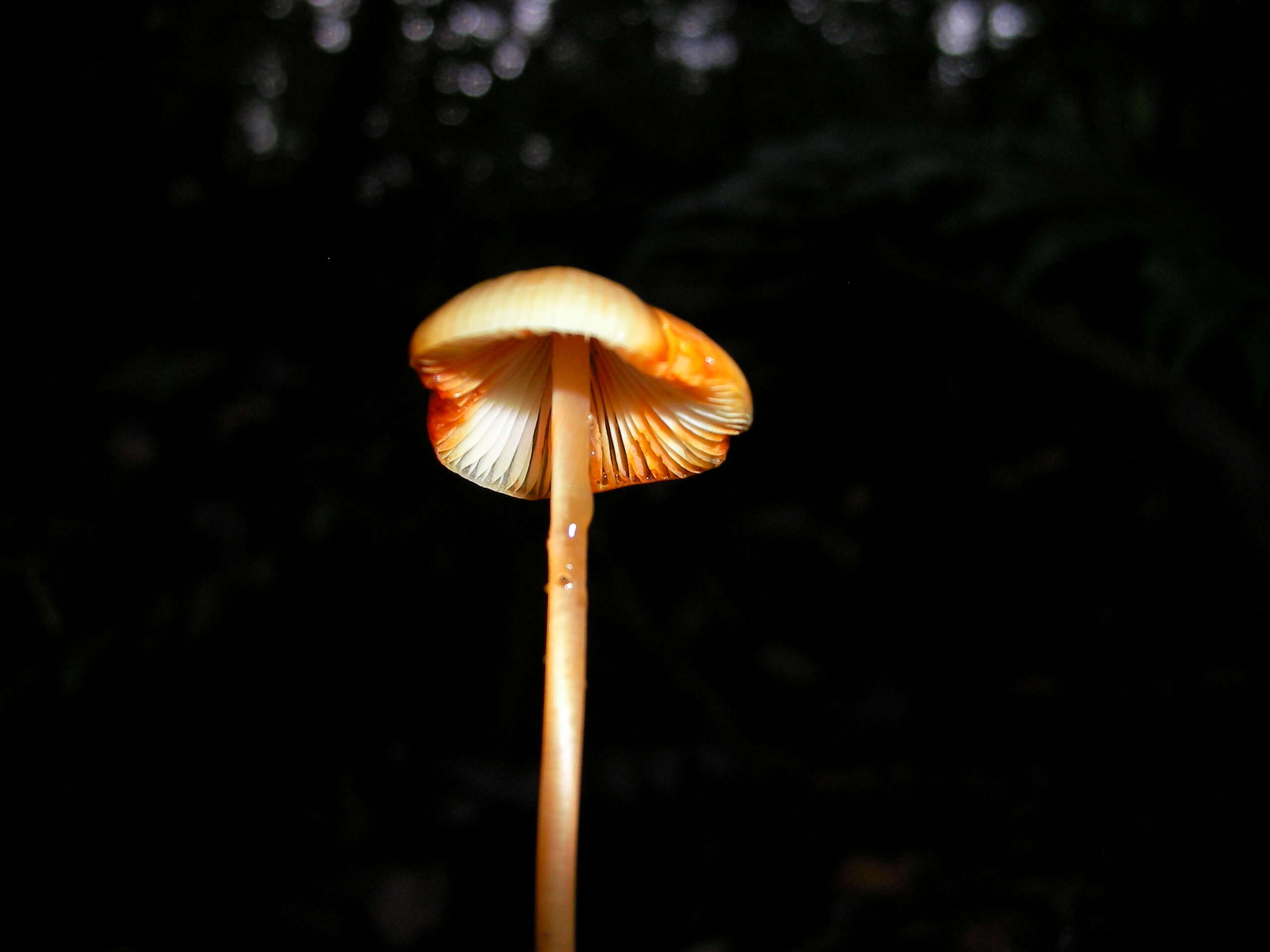 Image of Mycena crocata (Schrad.) P. Kumm. 1871