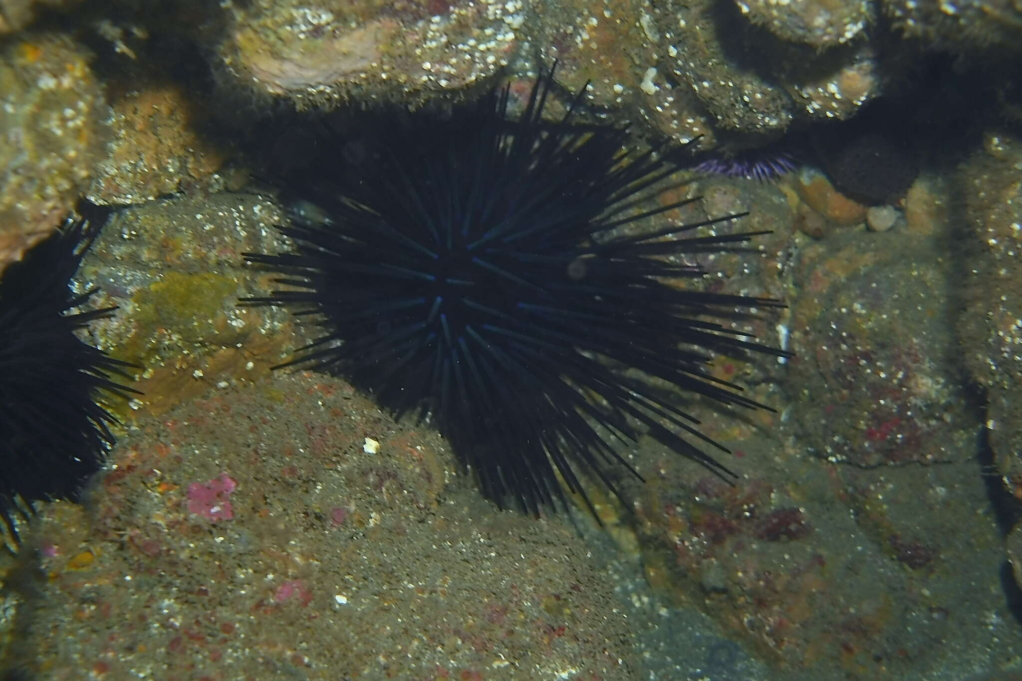 Image de Centrostephanus coronatus (Verrill 1867)