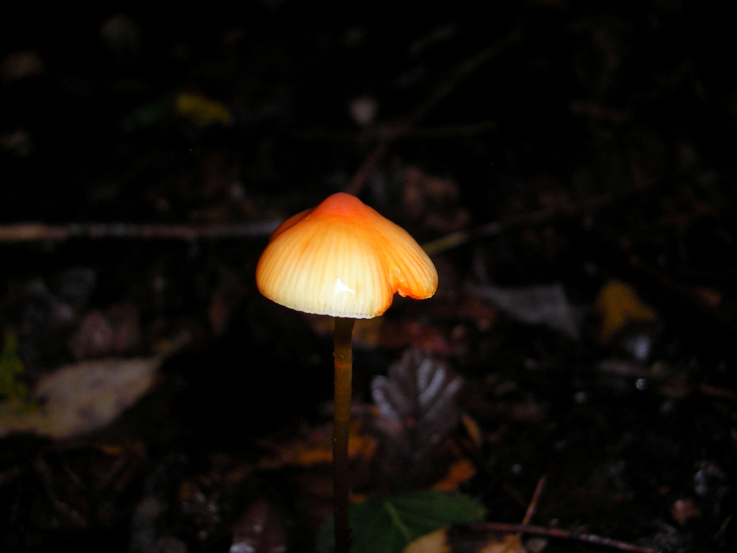 Image of Mycena crocata (Schrad.) P. Kumm. 1871