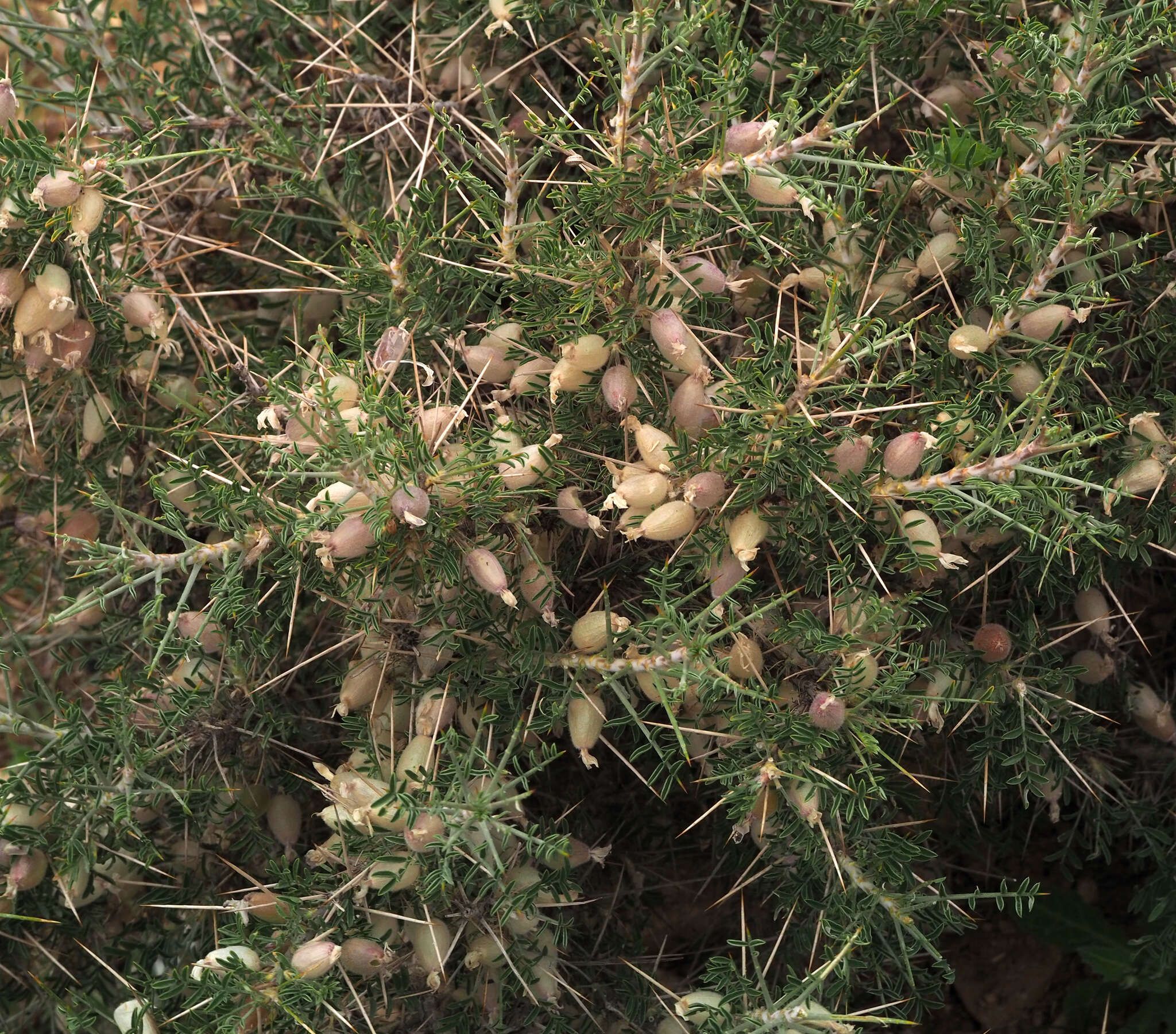 Image of Astragalus spinosus (Forsk.) Muschler