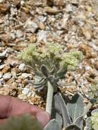 Image of granite buckwheat