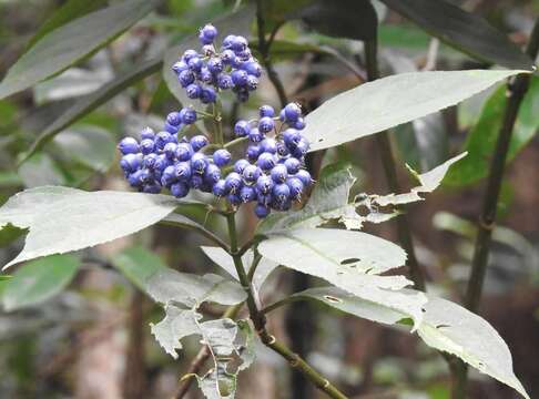 Image of Hydrangea febrifuga (Lour.) Y. De Smet & Granados