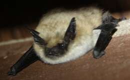 Imagem de Myotis ciliolabrum (Merriam 1886)