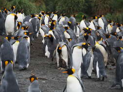 Image of King Penguin