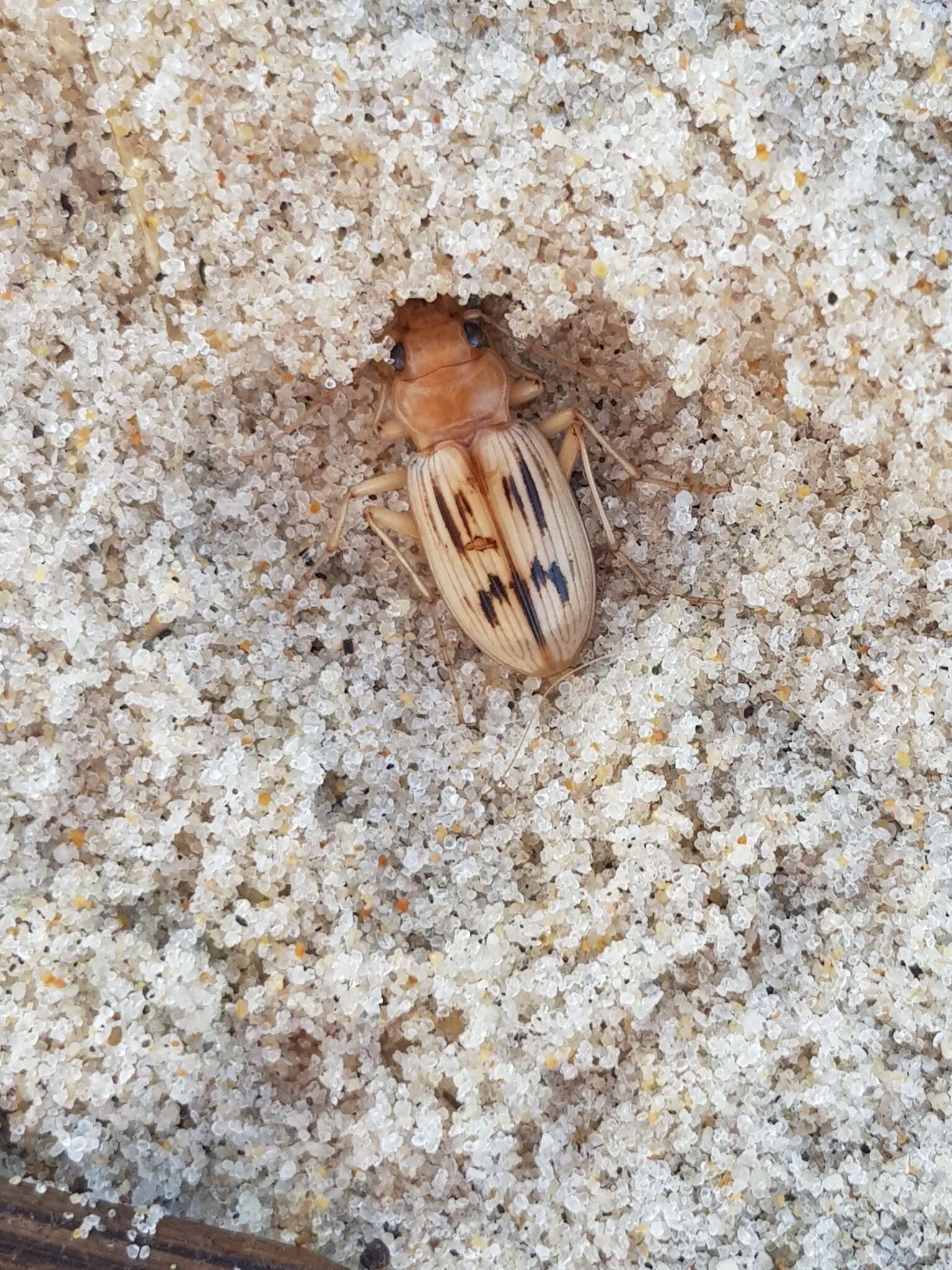 Sivun Nebria (Eurynebria) complanata (Linnaeus 1767) kuva