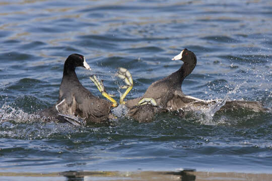 Image of Fulica Linnaeus 1758