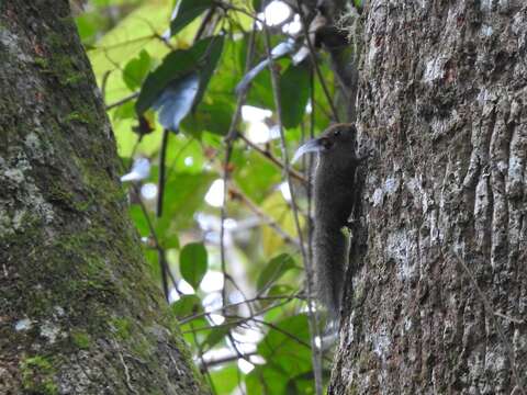 Imagem de Exilisciurus whiteheadi (Thomas 1887)