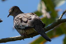 Image of Scaled Dove