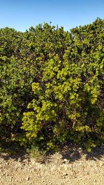 Image of whitehair manzanita