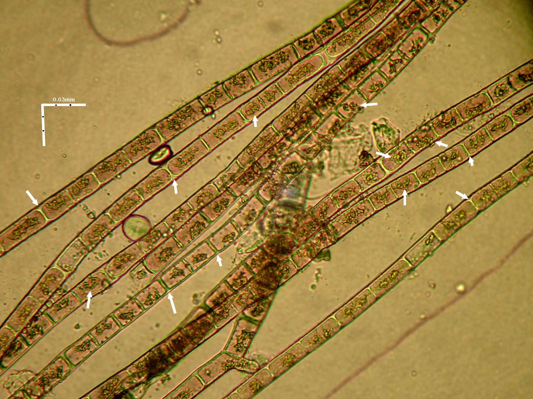 Zygogonium Kützing 1843的圖片